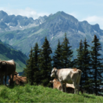 V ljubljanskem hotelu InterContinental slovenščine ne priznavajo